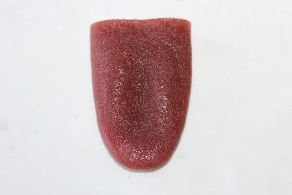 ForensicFX Studios Severed Tongue Prop> Halloween Accessories